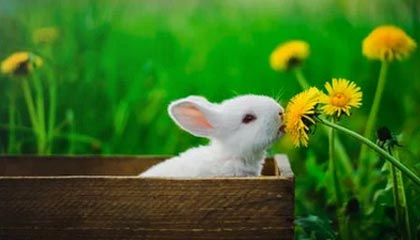 开云官网在线-校园篮球训练节奏是否与学习任务脱节，篮球运球节奏训练